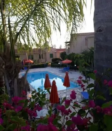 Olive Tree * ペイヤ