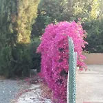 Olive Tree Villa *