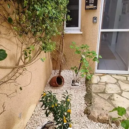 Olive Tree
