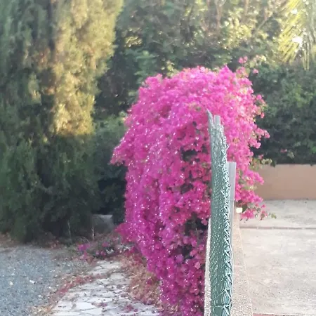 Olive Tree Villa *