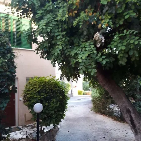 Olive Tree *