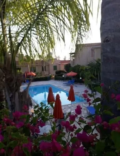 Olive Tree * 페이야